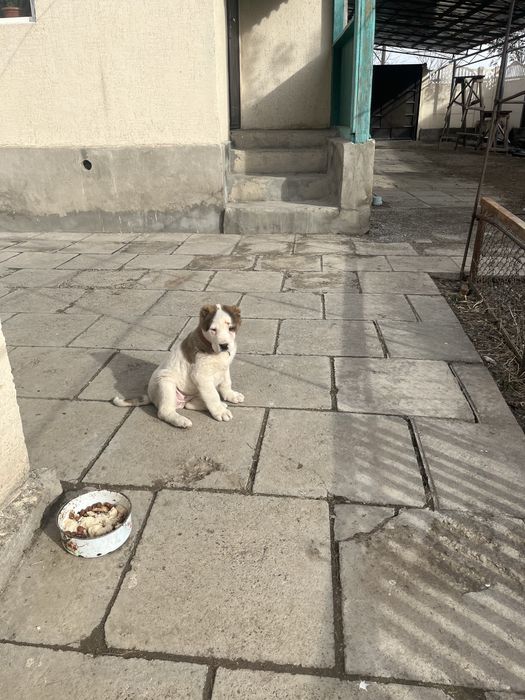 Алабай күшік сатылады