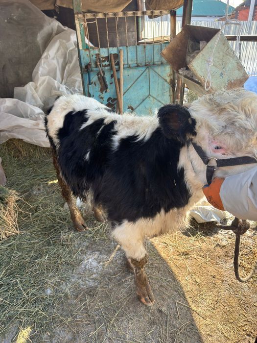 Бычок 8 месяцев продам