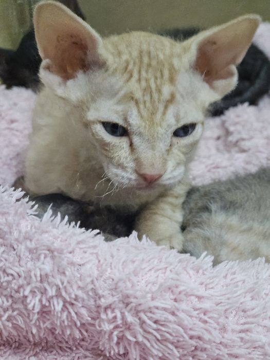 Милые котята Сфинкса