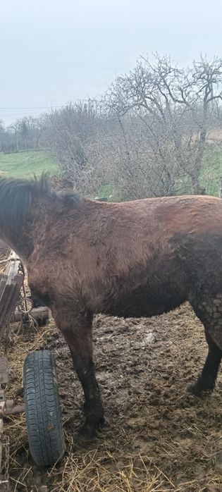 Vand manz 10 luni este din cai buni sau schimb pe o iapa
