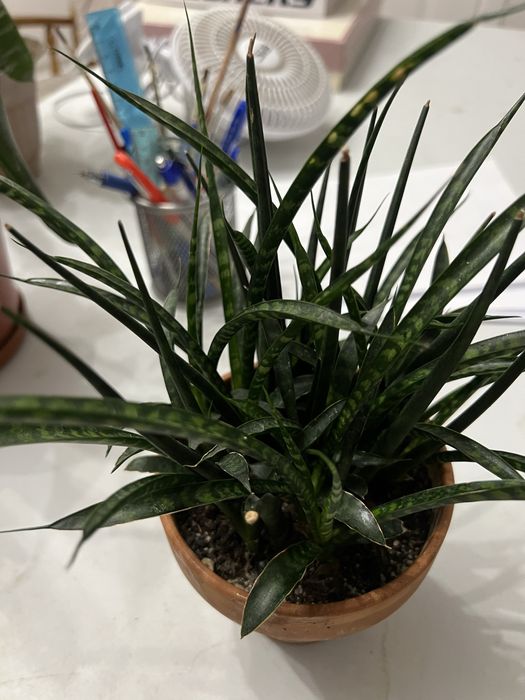 Цветы комнатные, есть разные пишите в личку