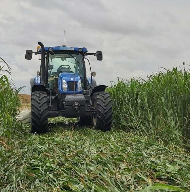 Seminte hibrid sorg cu iarba sudan = cultura de vara in zone secetoase
