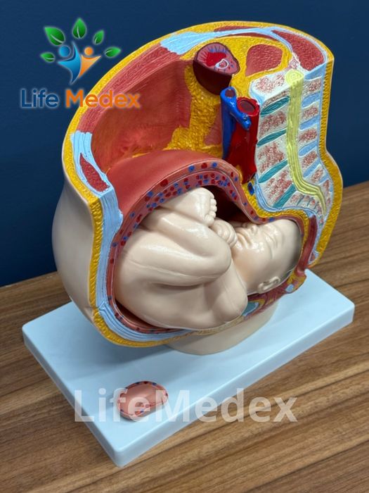 Анатомические Муляжи