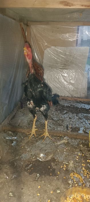 Шалпан хуроз сотмлади