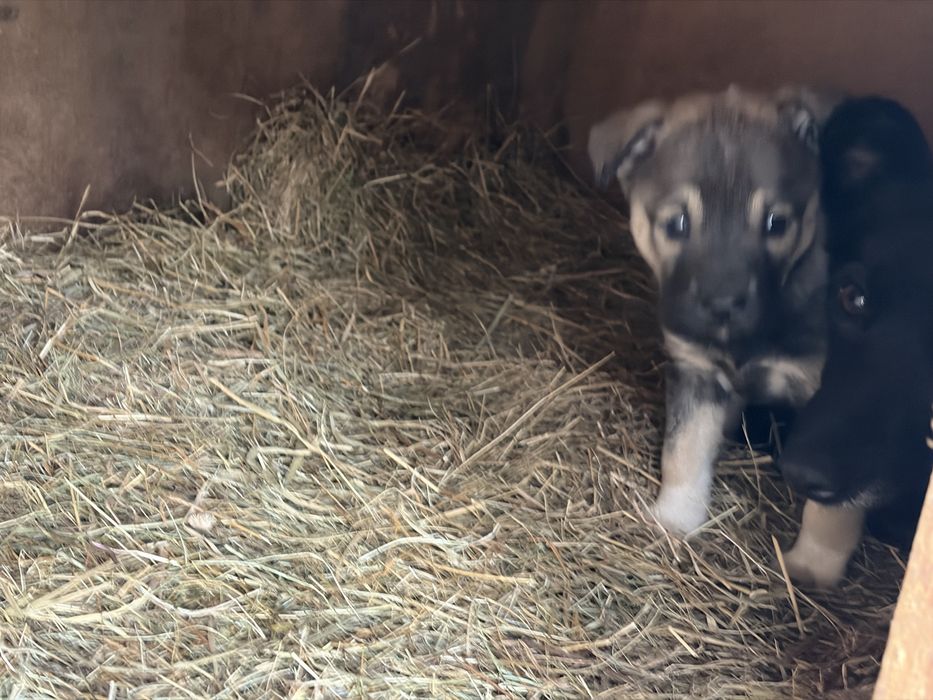 Отдам щенят в добрые руки