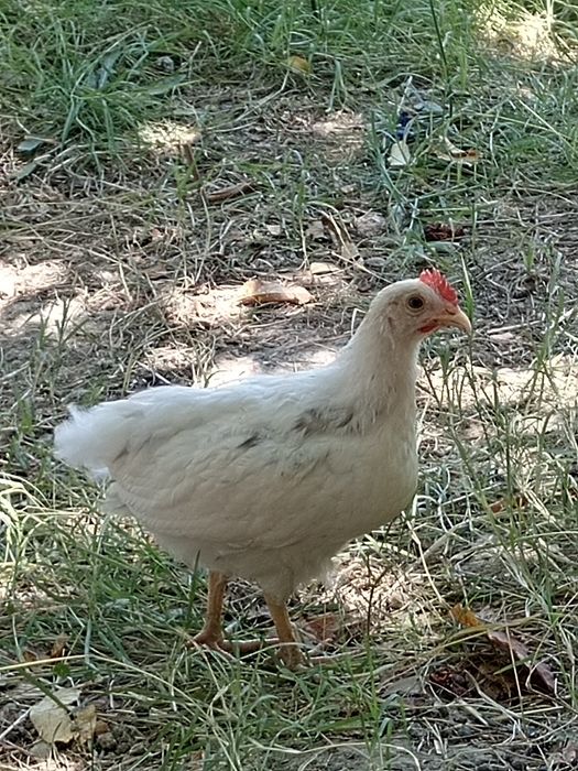 Damashni xurozlar  sotiladi 2oylik