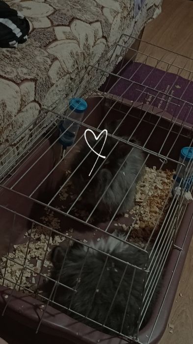 Продавам зайчета