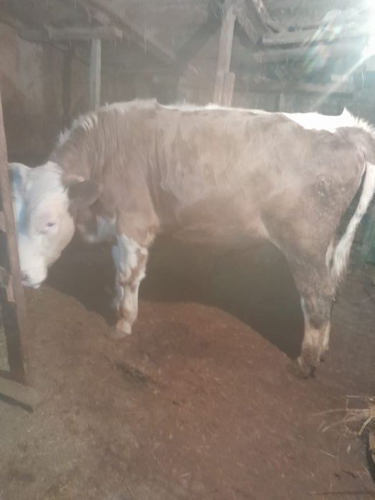 Продам быка 1год 3месяца