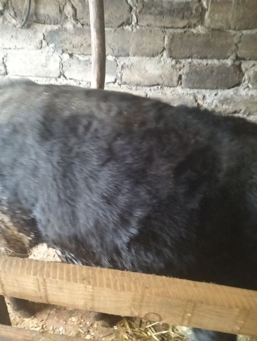 Taur negru de un an bun de monta