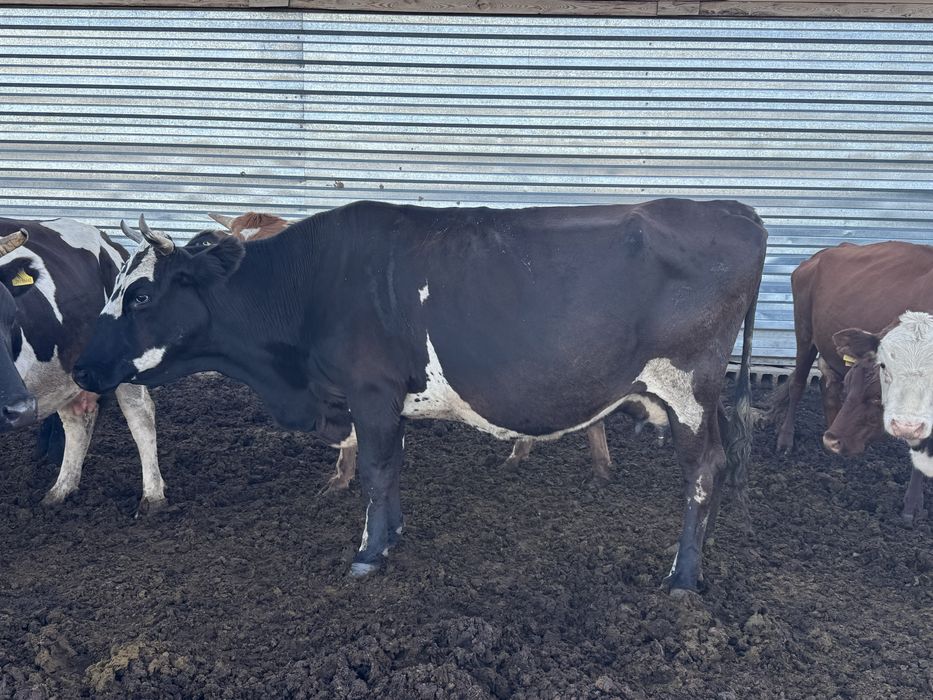 Продам корову тяж большая