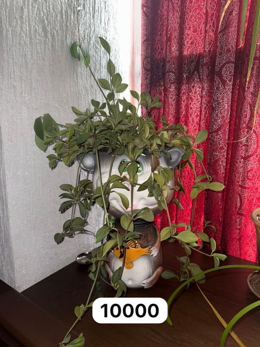 Продам разные комнатные цветы