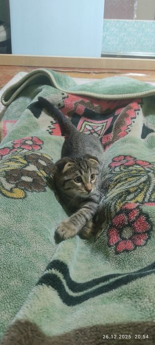 Подаются котята веслоухие