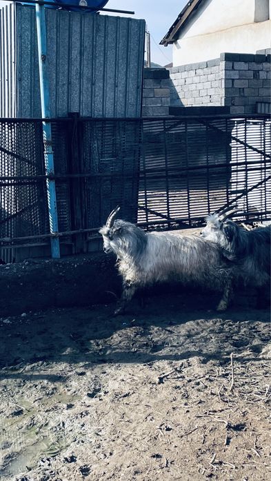 Семіз  қойлар сатылады