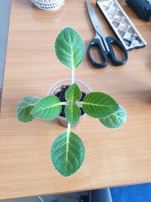 Сортовая глоксиния