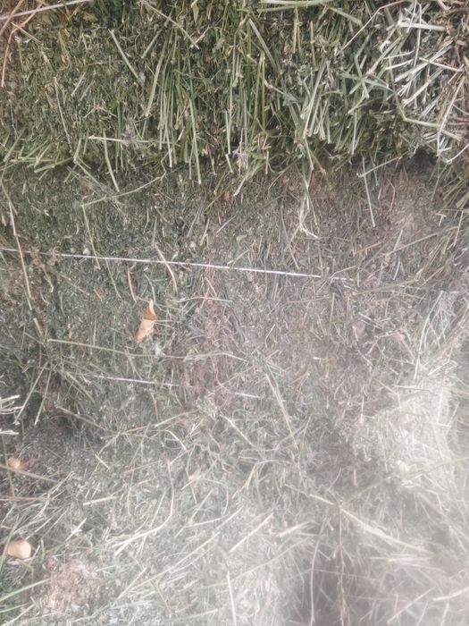 Клевер Жоңышқа .