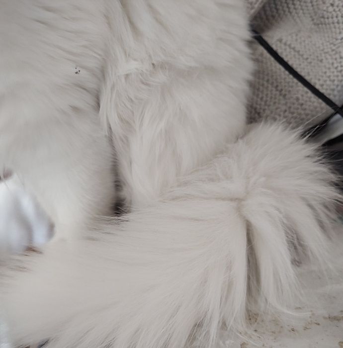 Персийска чинчила, снежно бяла, 6мес.