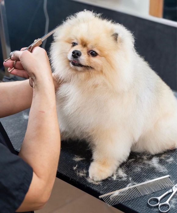 Профессиональный груминг ,стрижка собак, экспресс-линька собак и кошек