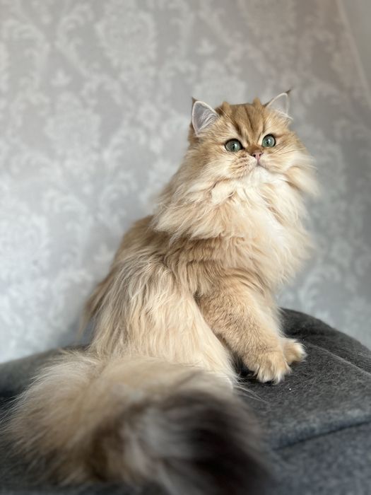 Pisica british longhair cu pedigree