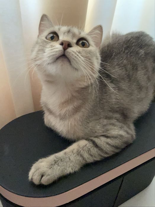 Предлагаю серо-серебристых табби