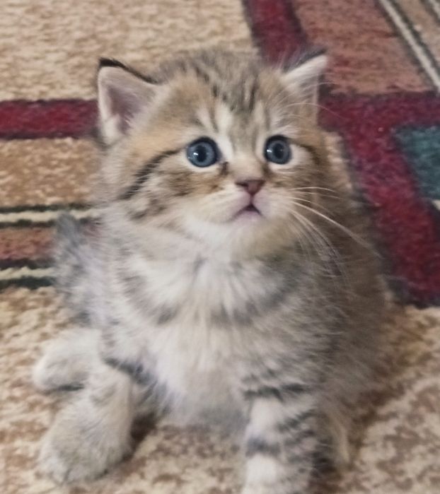 Котята британские