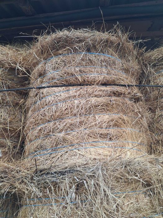 Baloti de fan-de pe ses