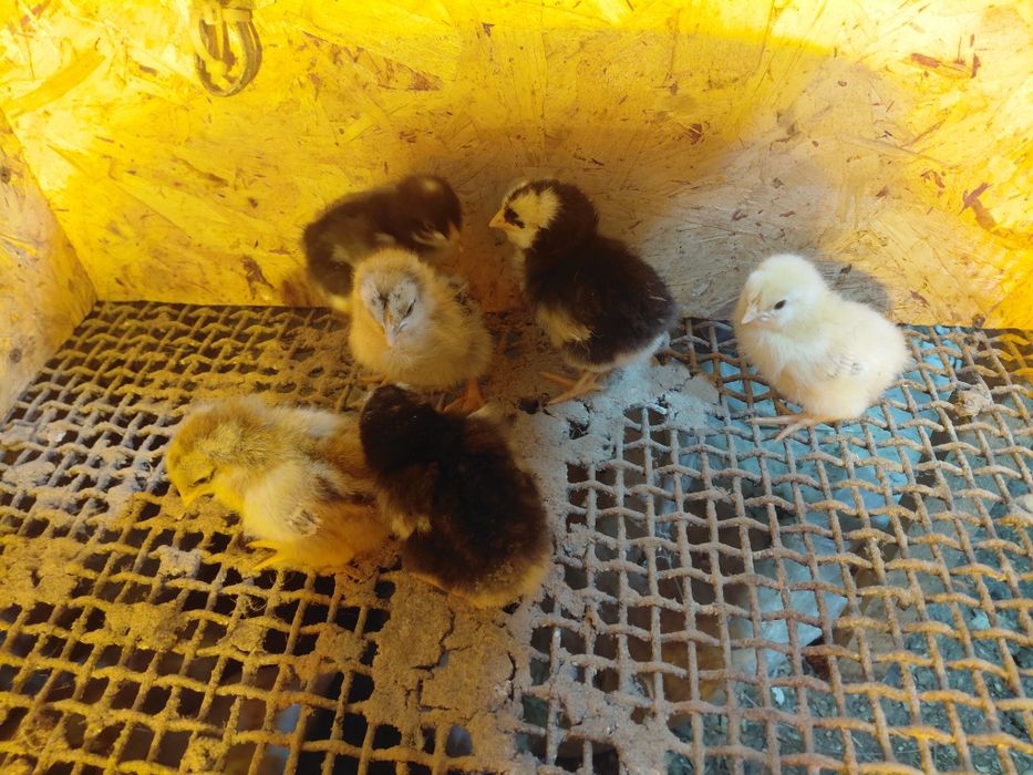 Продам  цыплят  домашних выведены из цветного яйца