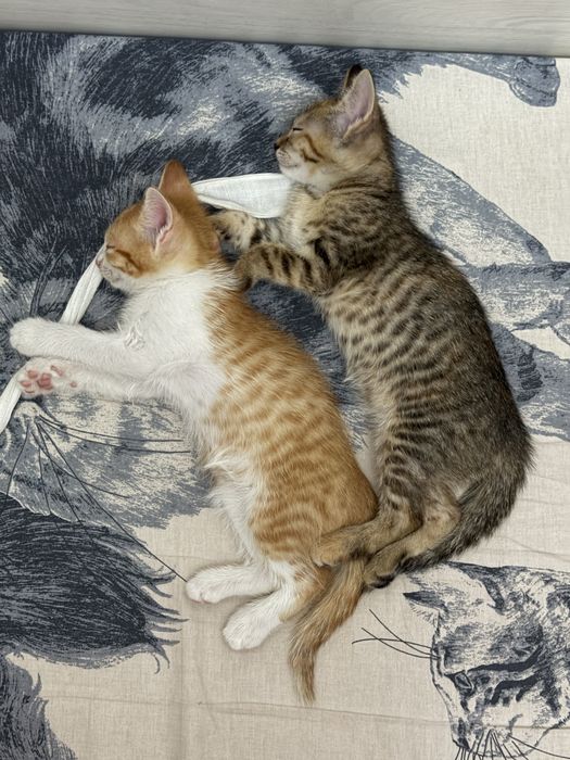 Котенок(девочка)