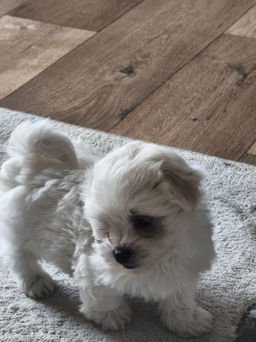 Малтийска болонка