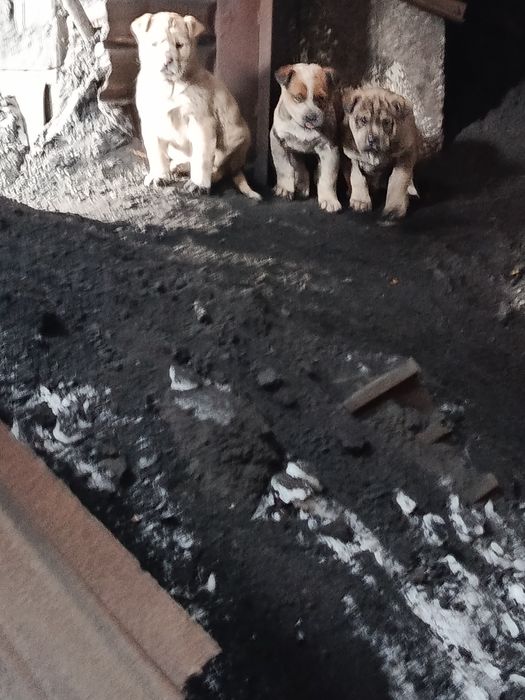 Щенки в хорошие руки будут крупные