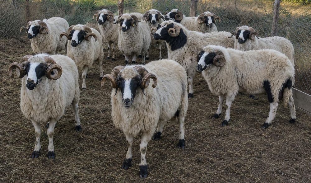 Berbeci de vânzare în localitatea Cotoroaia, comuna Voloiac, județul Mehedinți !!!