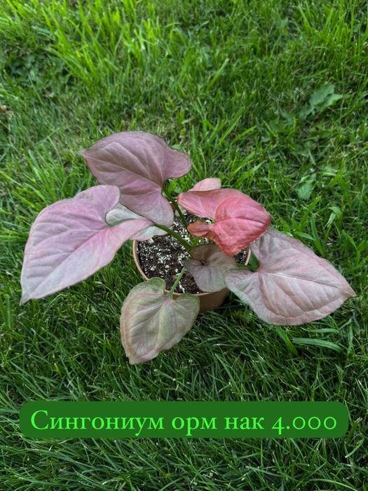 Комнатные растения