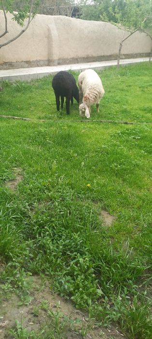 Шу она бола куйлар сотилади йиб ичишига гарантия соглом парода Афганис