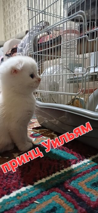 Котята Британский скоттиш страйт и скоттиш фолд