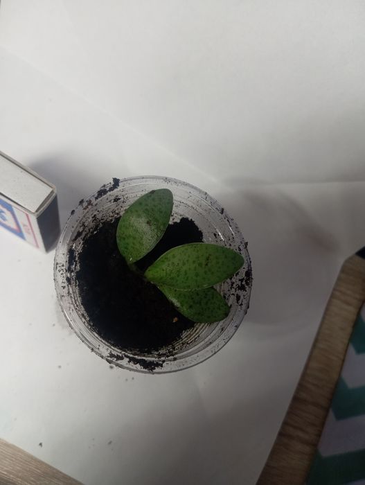 продам цветочки небольшие