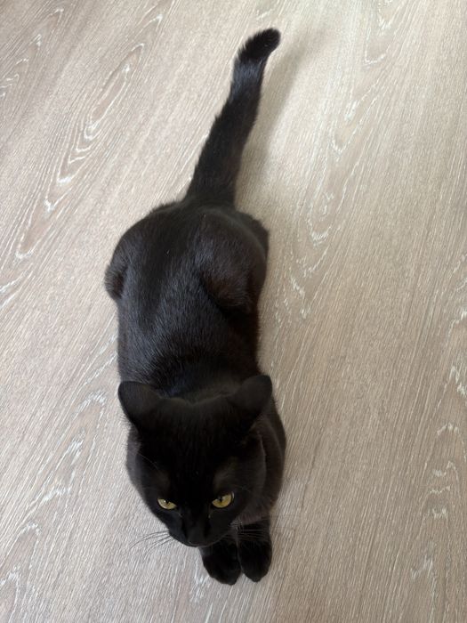 Отдадим   котика