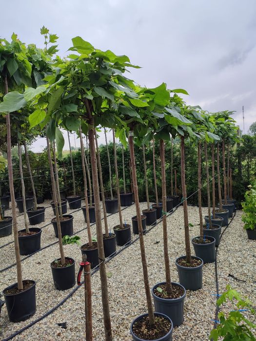 Catalpa,platan, photinia