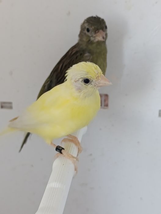 Canari rasa spaniola