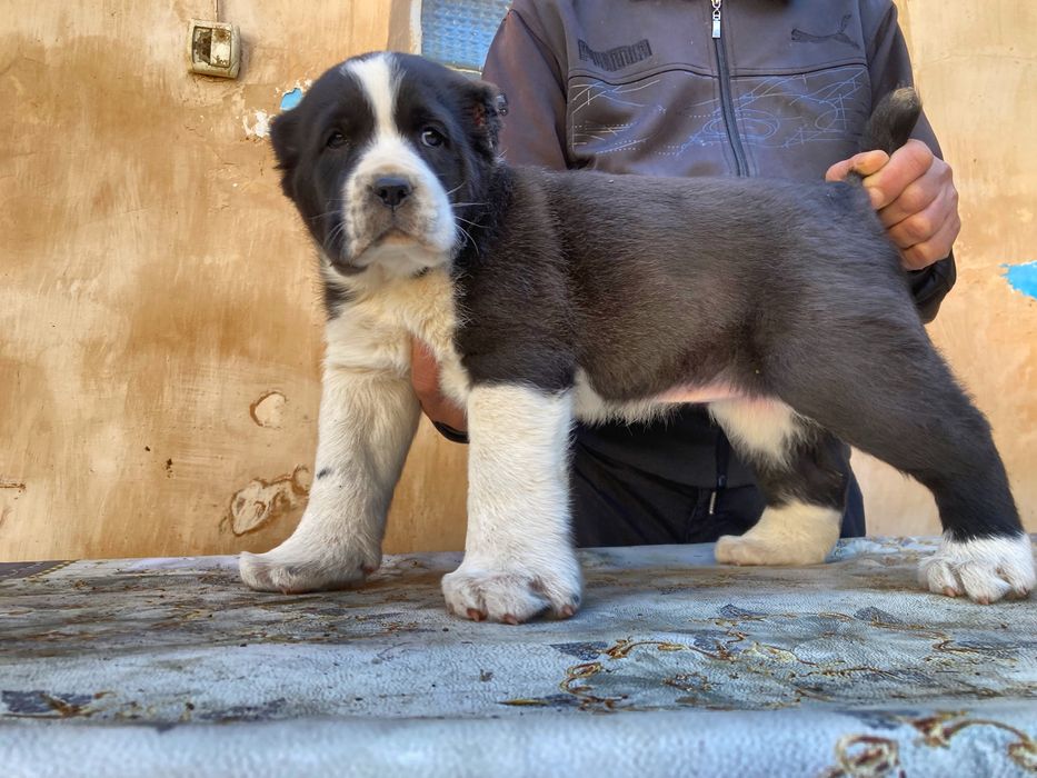 Щенок Алабая ( Супер Гигант ) девочка