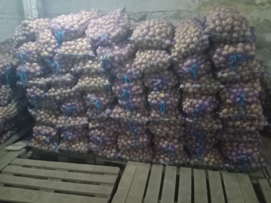 Продам картофель оптом