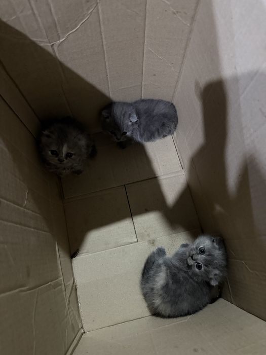 британски мушукчалар сотилади