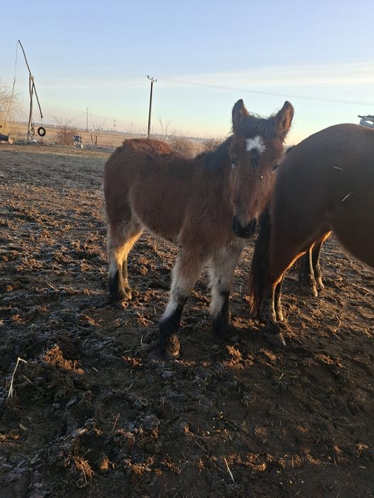 De vanzare o manz de 4 luni