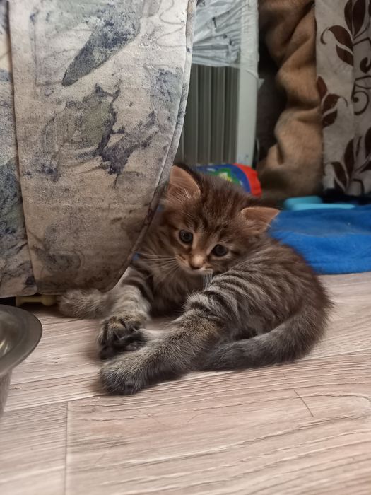 Отдам котят бесплатно