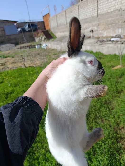 Кролики Калифорния
