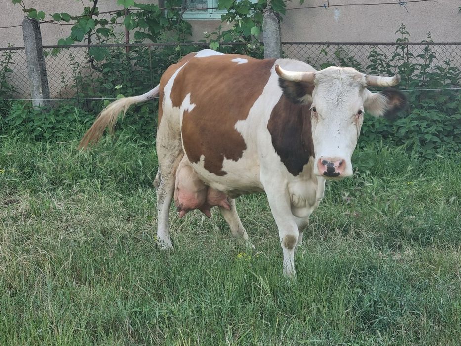 Vacă de lapte 20litri pe zi, Bălțata Românească