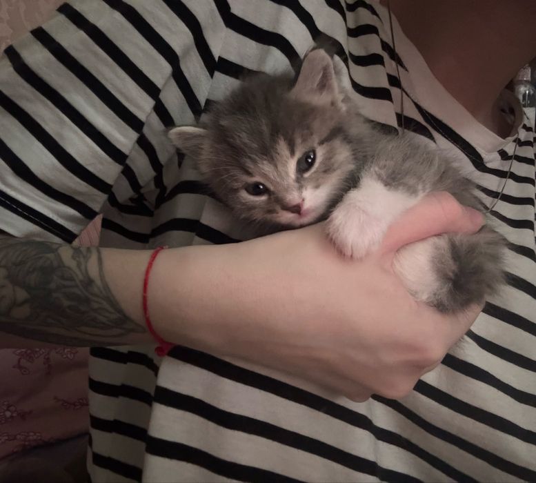 котята очень красивые