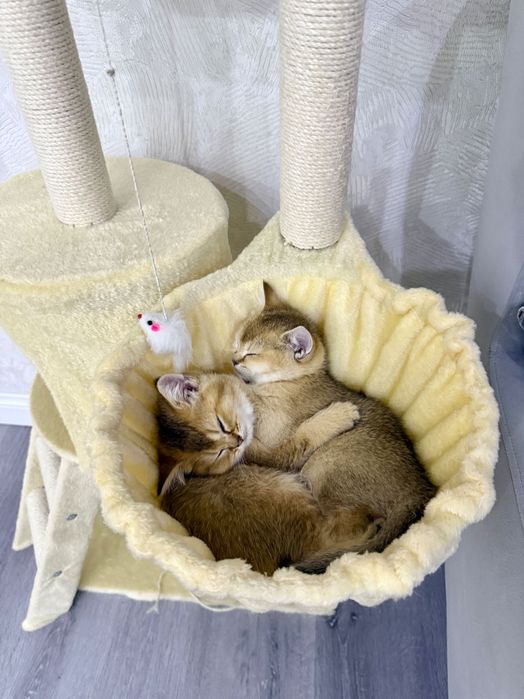 Котята Золотые шиншиллы ищут себе дом