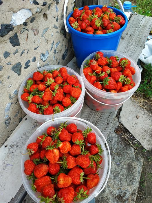 Продам клубнику.