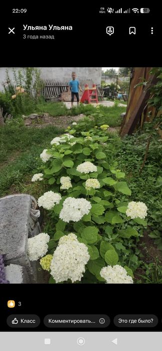 Гортензия белая древовидная