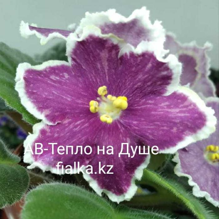 Сортовые фиалки!