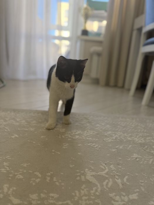 Отдам в добрые руки котенка-мальчика